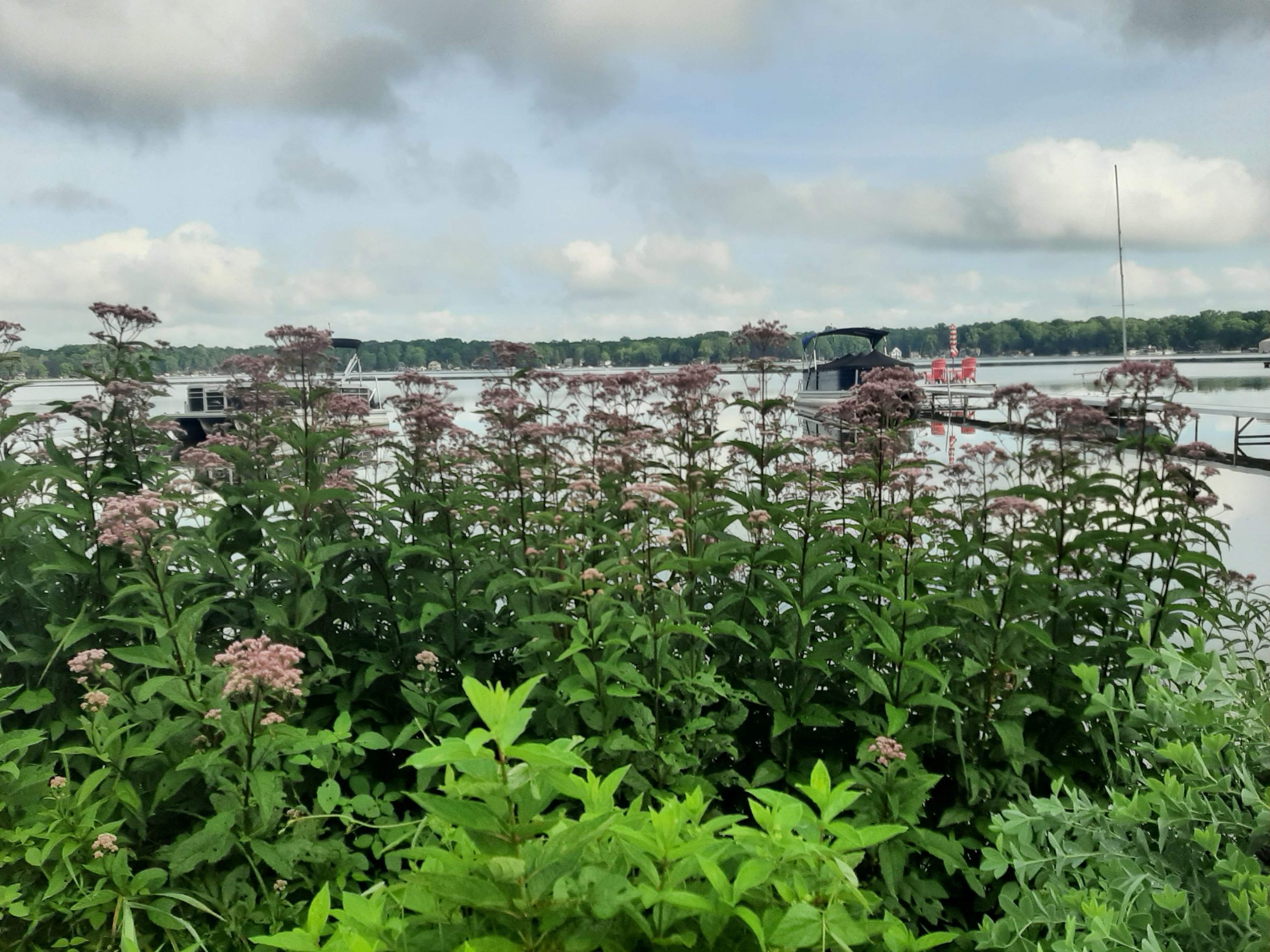 shorefront garden photo reduced size